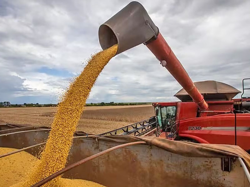 Produtividade da soja cresce e estimativas para a colheita da safra 2024/25 aumentam