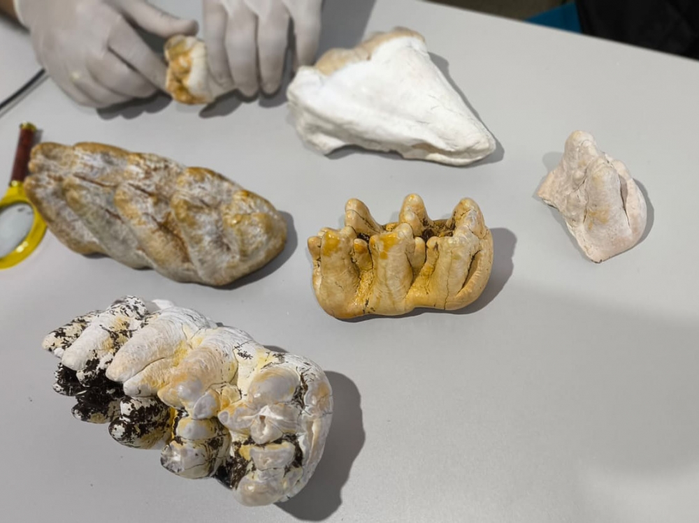 Professores pesquisadores da UNEMAT Juara salvaguardam f�sseis de animal da era do gelo