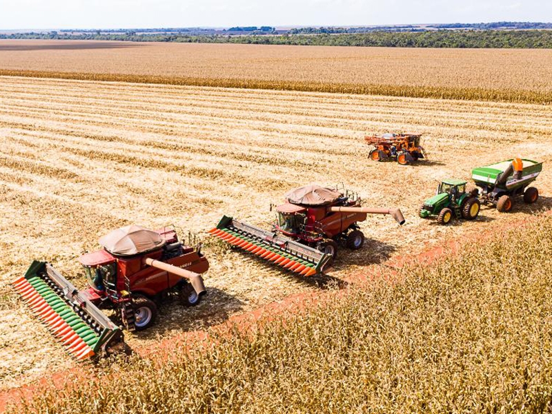  Mato Grosso inicia colheita de milho com produ��o estimada em 50,3 milh�es de toneladas