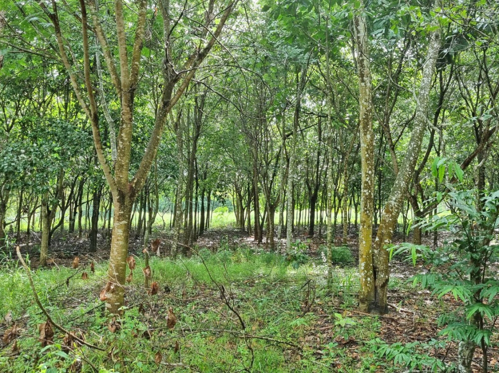 Reflorestamento com mudas cobre solo acima da meta em MT, mas diversidade ainda � baixa