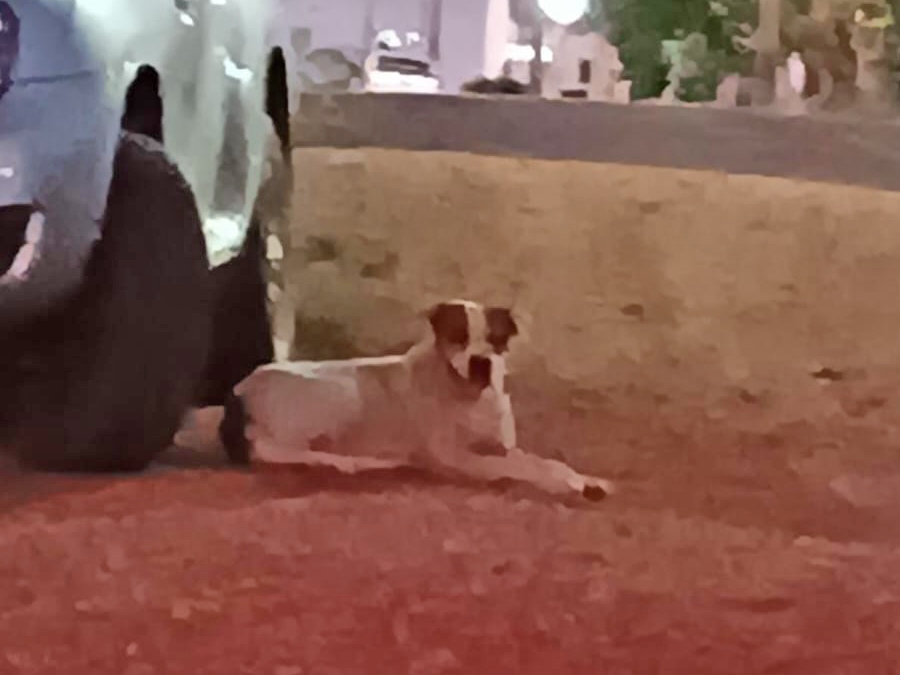 Crian�a de 3 anos � atacada por cachorro de rua em Juara e � levada para tratamento em Sinop