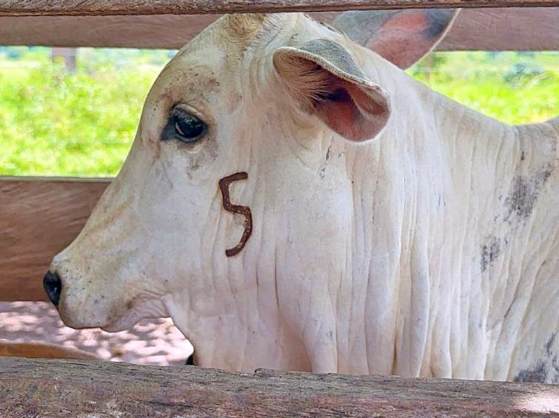 Prazo pra vacina��o contra brucelose acaba dia 30 em Mato Grosso