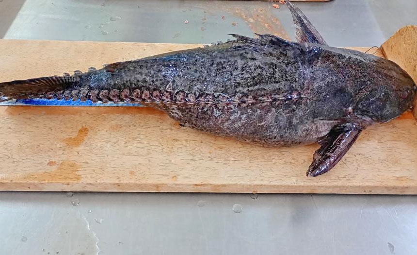  Cepesca define novas regras para pescador profissional descaracterizar o peixe abotoado