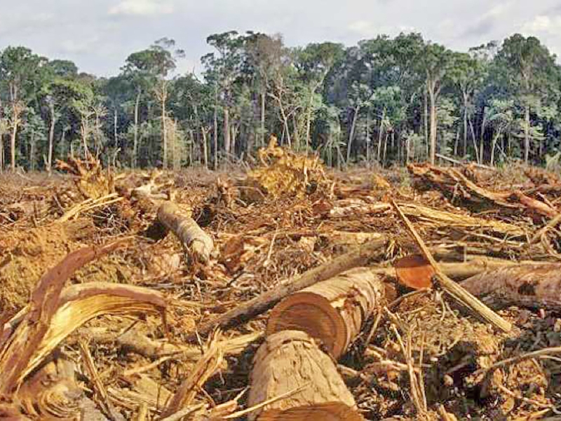 Produtor rural de ju�na � condenado a pagar R$ 155 mil por destruir floresta 