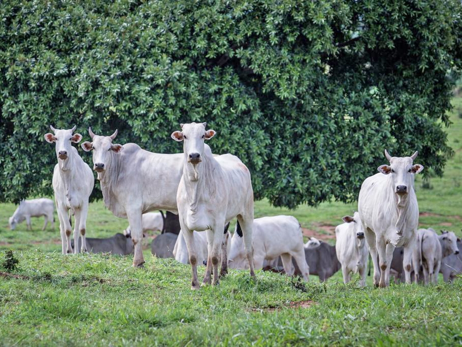  Rebanho bovino de MT conta com 32,1 milh�es de cabe�as; Juara � terceira no estado