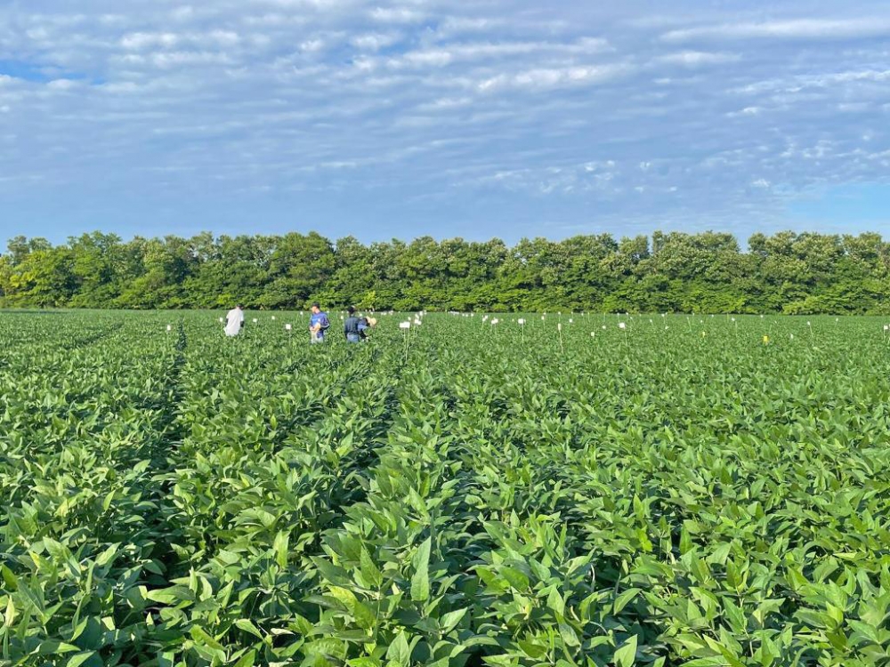  Pesquisa aponta efeitos promissores da aplica��o de calc�rio e gesso na produtividade da soja em Mato Grosso