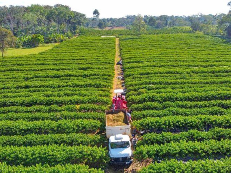 Governo de Mato Grosso isenta taxa de inscri��o estadual para produtores rurais
