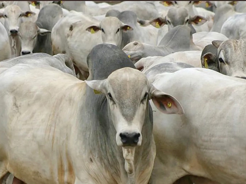 Ap�s tarifa�o dos EUA, frigor�ficos de Mato Grosso come�am a exportar carne para Indon�sia
