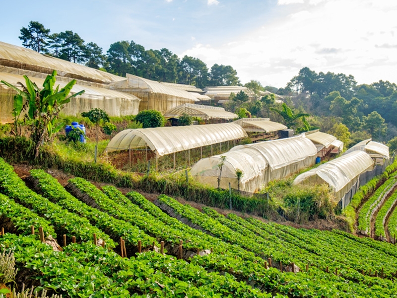 O papel da pecu�ria e o agro no equil�brio clim�tico global