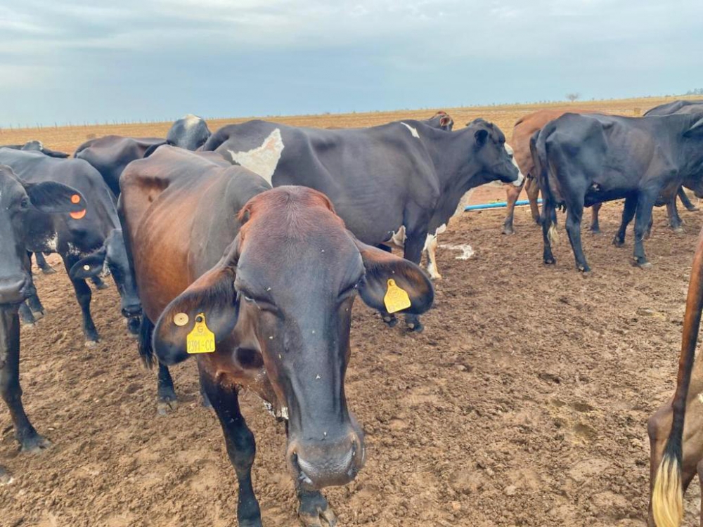 Seaf abre preg�o para aquisi��o de novilhas destinadas � agricultura familiar