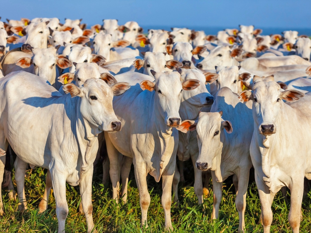 Ap�s longas negocia��es, Acrimat garante redu��o de 30% no FETHAB para f�meas