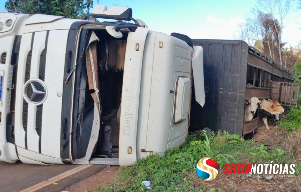 Caminh�o carregado de gado tomba na MT-325, pr�ximo a Juara, e deixa dezenas de animais mortos