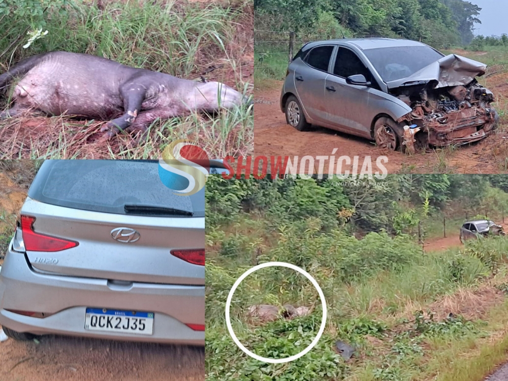 Motorista bate em anta na MT 220, o carro d� PT e ela sai ilesa sem nenhum arranh�o