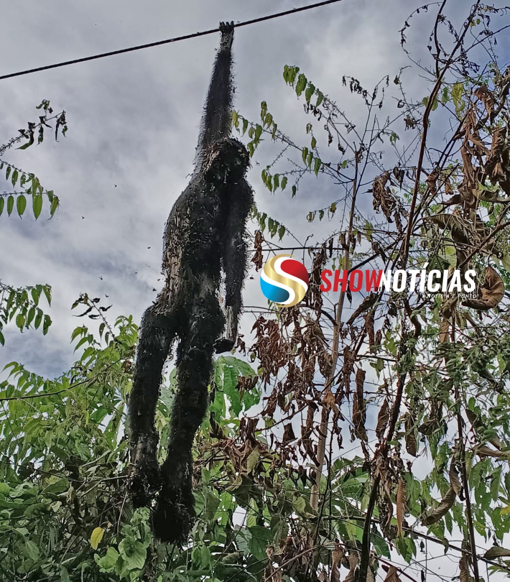 Macaco morre eletrocutado em rede de energia dentro da mata e deixa regi�o de Itapai�na sem luz por mais de 24 horas