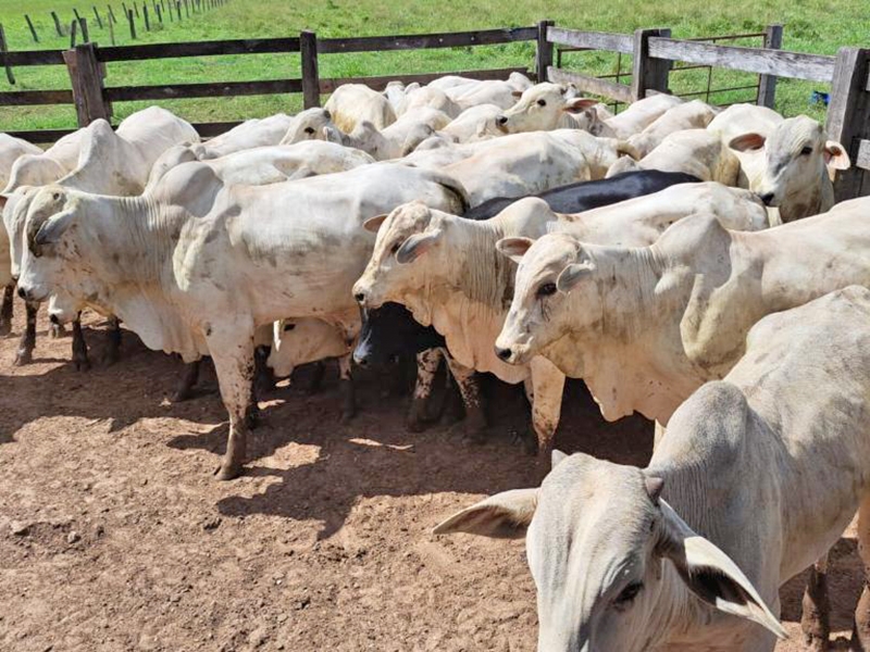 Pol�cia Civil recupera gado furtado e evita preju�zo de mais R$ 120 mil a pecuarista em Nova Xavantina