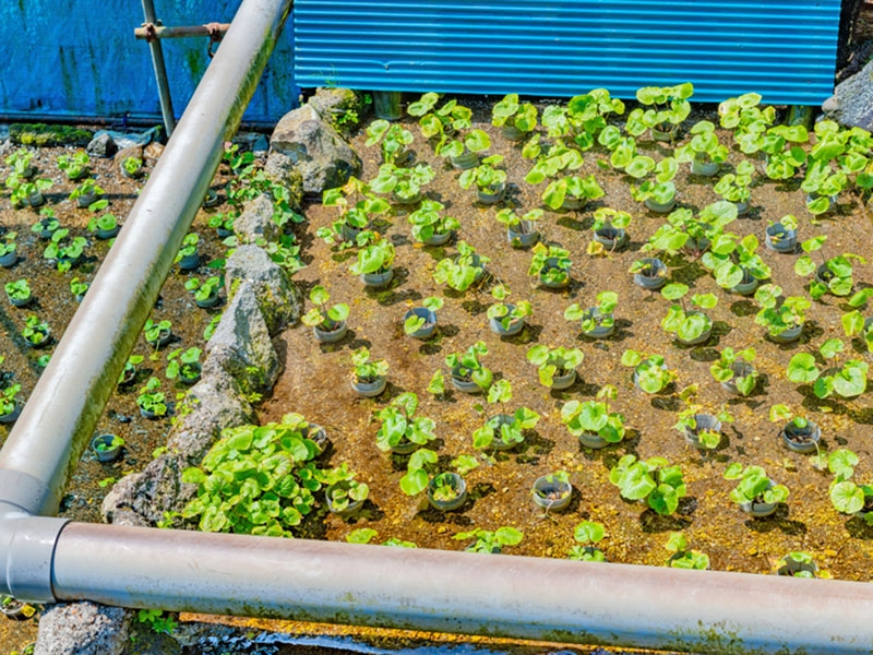 Tecnologia de Cultivo Subaqu�tico: a inova��o que est� levando a produ��o agr�cola para al�m do solo