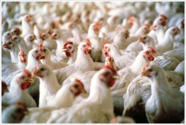 Com US$ 2 bilh�es, avicultura do Paran� lidera exporta��es