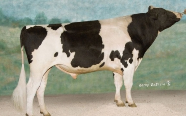 Touros da CRI Gen�tica lideram o TOP 100 TPI International Bulls