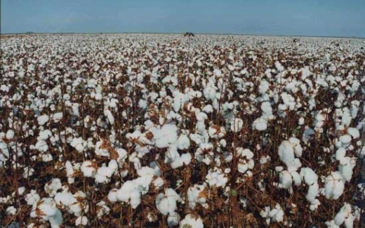 Oeste de MT tem maior previs�o da produ��o de algod�o por hectare