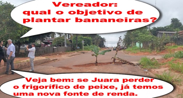 Depois do frigor�fico de peixe, buracos quadrados, Maurinho Som planta bananeiras em Juara.