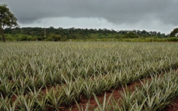 Chuvas em dezembro n�o prejudicaram produtores do Tocantins