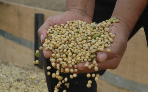 SOJA: Pre�os recuam com expectativa de safra recorde