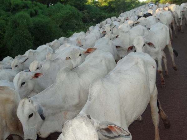 Estudo da ACRIMAT revela que rebanho mato-grossense reduz em 750 mil cabe�as