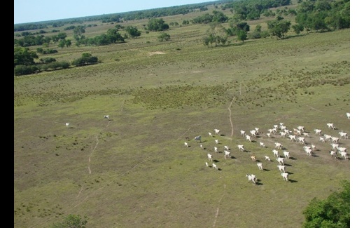 Rela��o de troca diminui poder compra do pecuarista no MT
