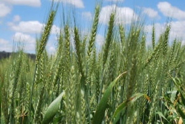 Com maior rentabilidade, trigo pode expandir �rea plantada