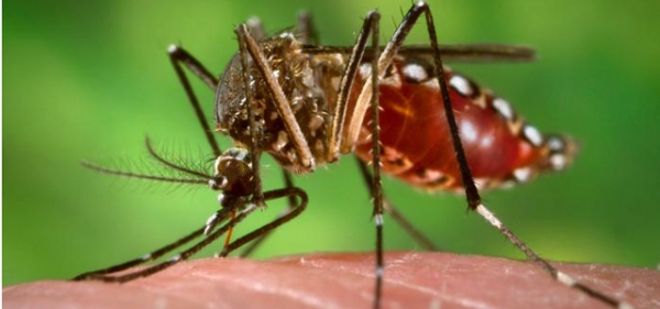 Juara est� infestada de mosquitos da dengue, � hora do fumac�.
