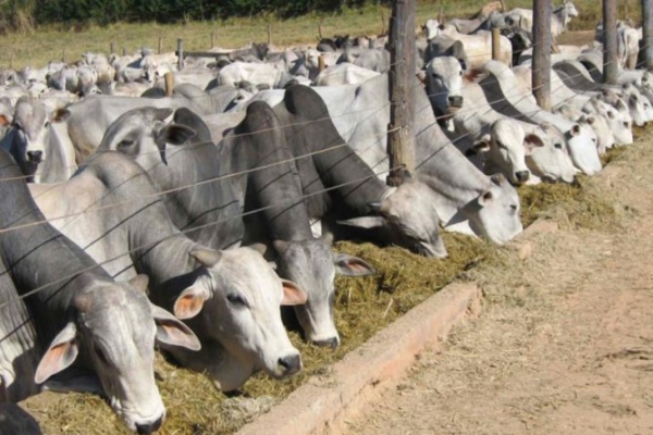 Demanda e pre�o estimulam aumento do confinamento de bovinos em 2014