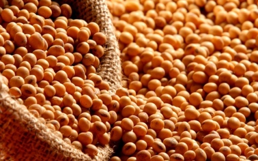 Pre�os da soja caem em Mato Grosso