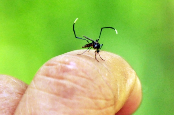 N�mero de mortes por dengue cai 87%