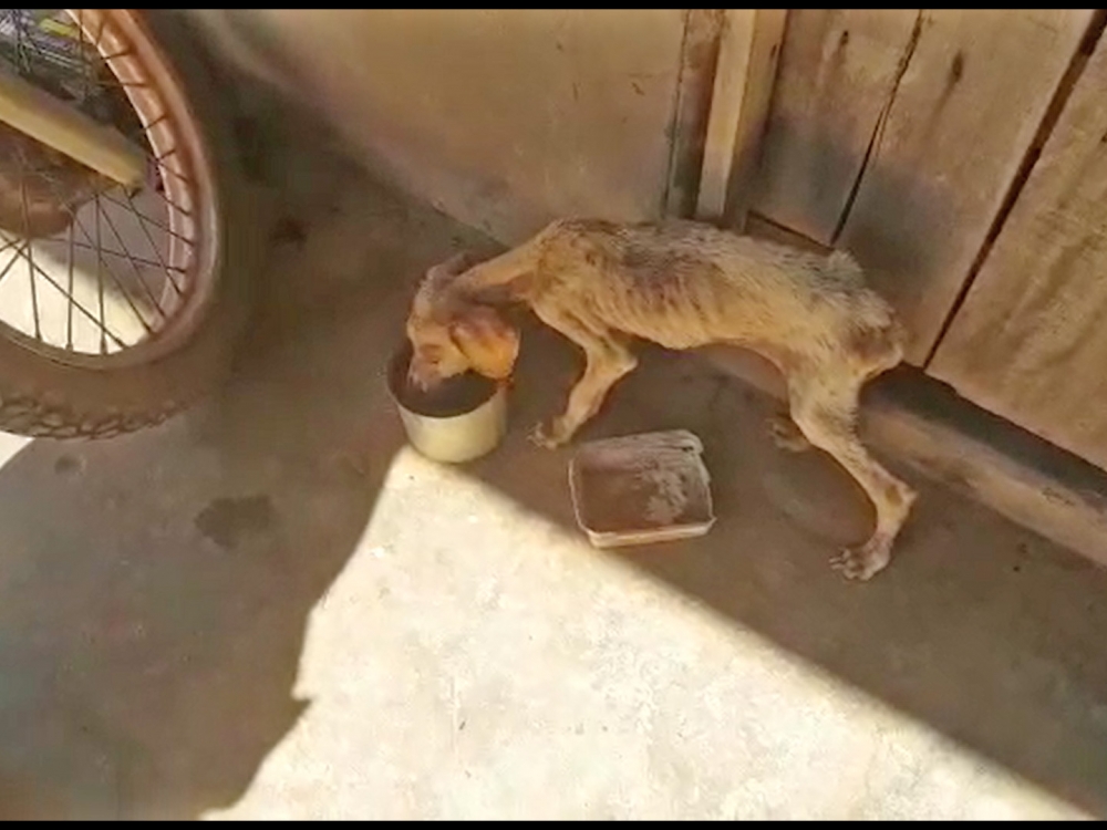 Absurdo: Animais s�o maltratados por humanos em Juara