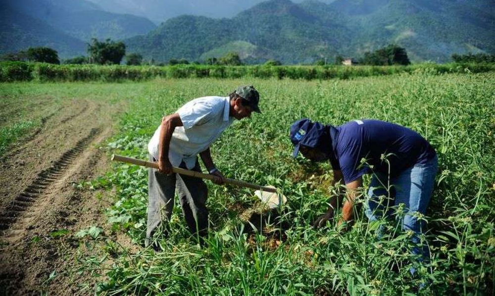 Plano Safra: Produtores ter�o R$ 4,1 bilh�es em recursos no Sicredi; Saiba mais