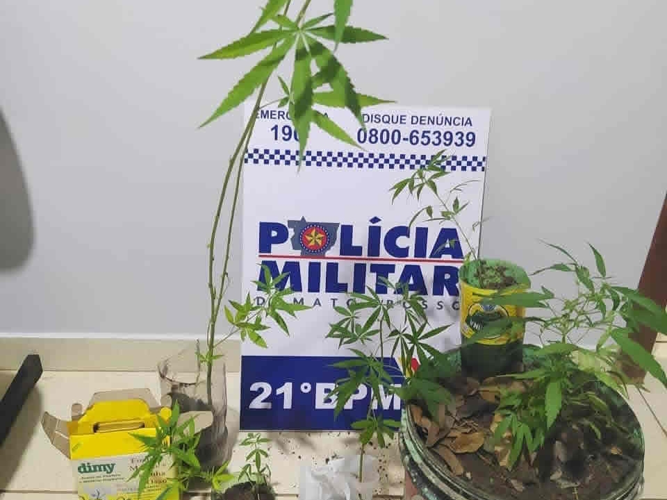 PM de Juara localiza p�s de maconha plantados em �rea de ch�cara de Juara.