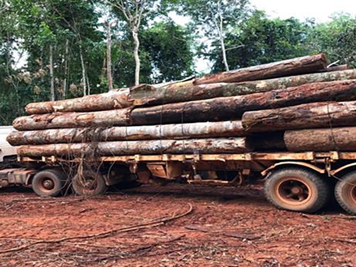 A��o conjunta apreende 650 metros c�bicos de toras de madeira de lei em Porto dos Ga�chos