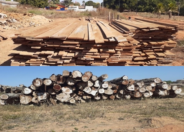 CONSEG de Porto dos Ga�chos far� leil�o de madeiras em toras e serradas de v�rias esp�cies para arrecadar recursos