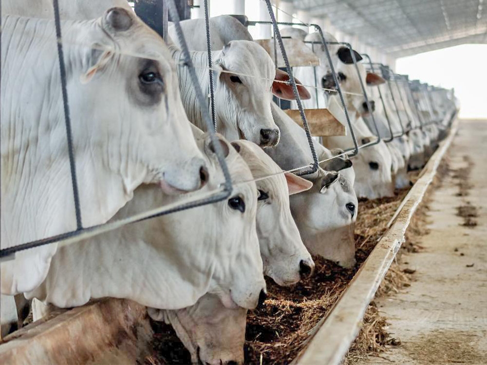 MT teve aumento de 14,4% no abate de bovinos em 2023, Juara  o 6 colocado, com 153,4 mil animais abatidos