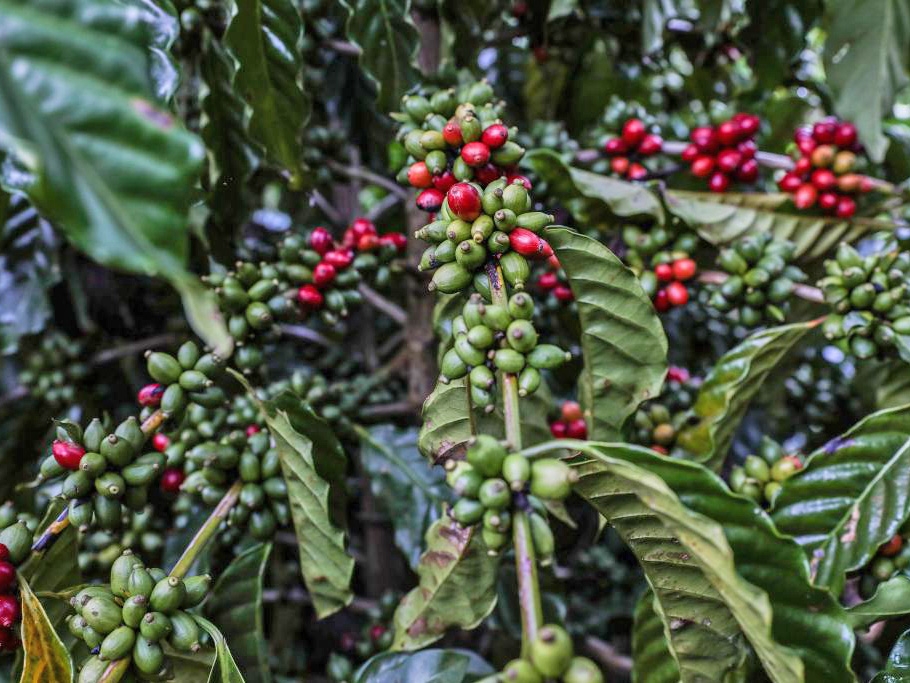  Apoio do Governo de MT a produtores favorece crescimento da produo de caf no Estado, aponta Conab