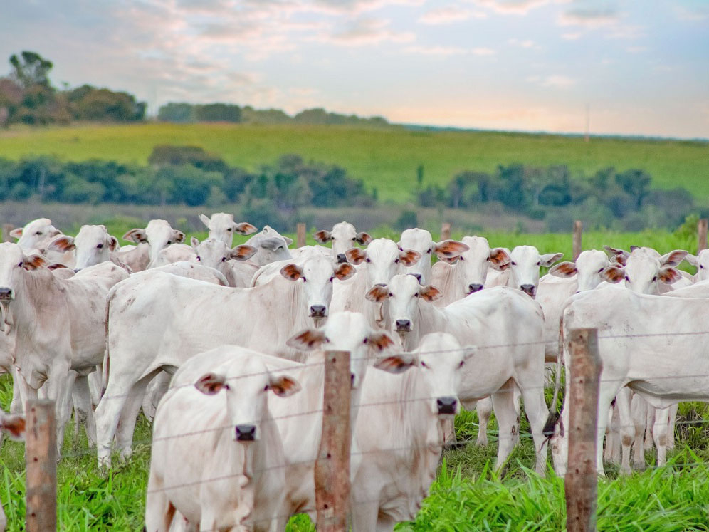Sistema do Indea-MT ficará indisponível entre 6 e 9 de agosto; produtores rurais devem se programar