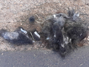 O desrespeito com Juara continua, até cabelo é jogado em vias públicas.